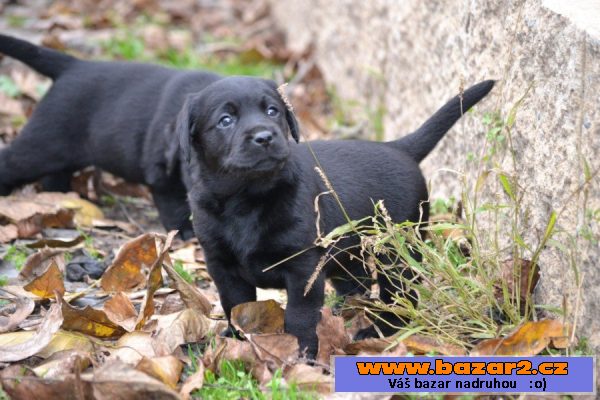 Labrador - štěňátko černá fenka