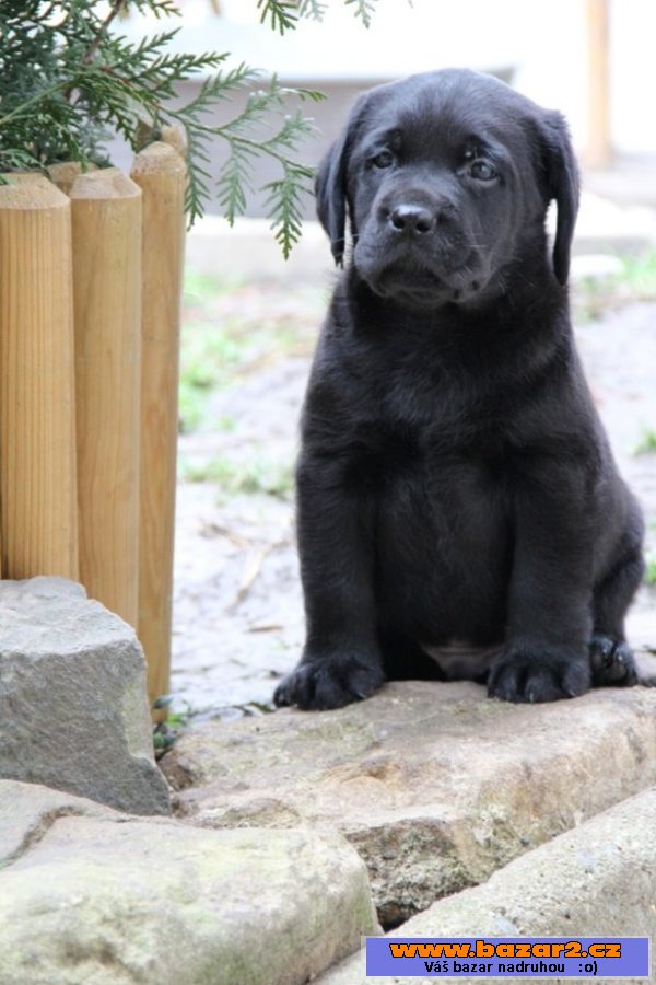 Labrador - štěňátko černá fenka