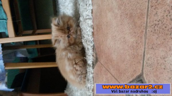 Perská kočka - chlupatý Garfield