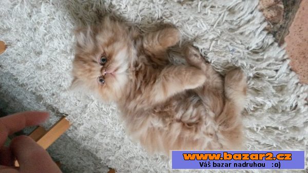 Perská kočka - chlupatý Garfield