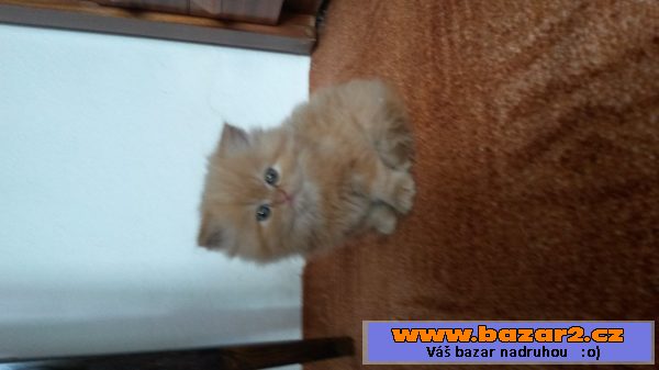 Perská kočka - chlupatý Garfield