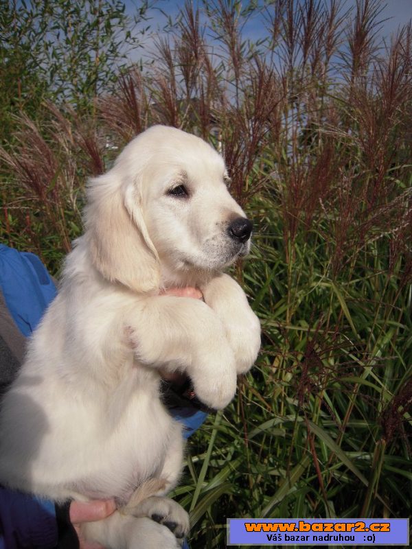 Golden retriever - štěně s PP