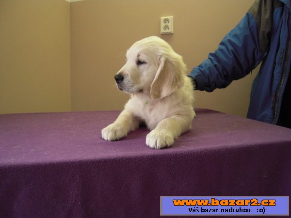 Golden retriever - štěně s PP