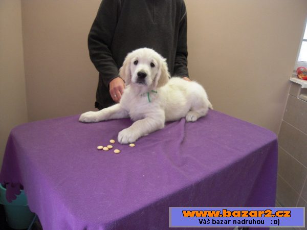 Golden retriever - štěně s PP