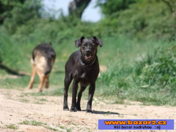 Peggy - labradorský retrívr x 