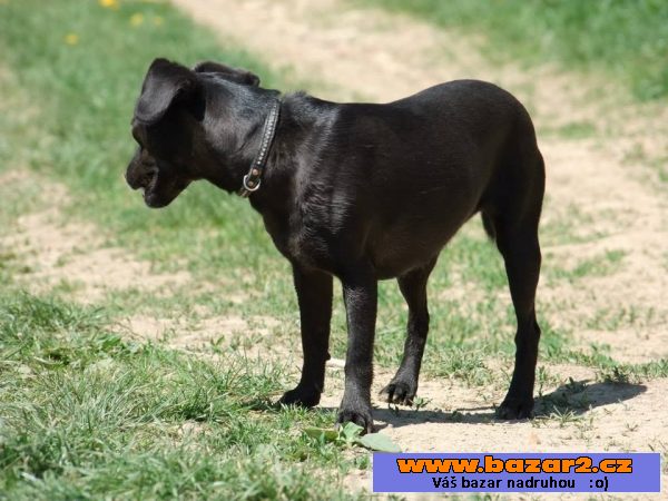 Peggy - labradorský retrívr x 