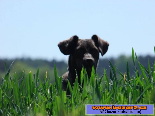 Peggy - labradorský retrívr x 
