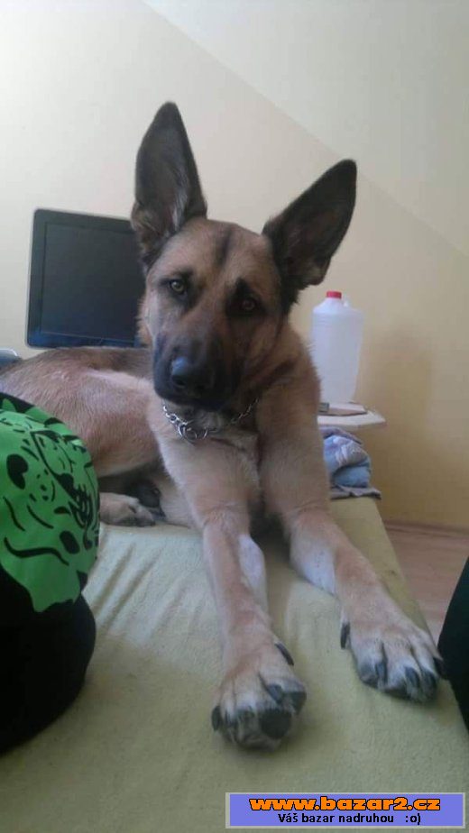 NO - daruji do dobrých rukou