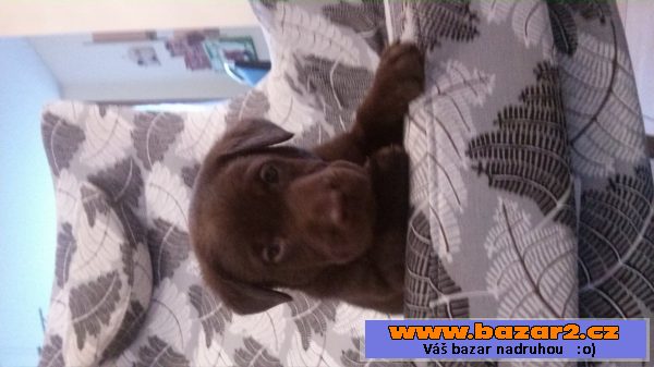 Prodám štěně labradorského retrív