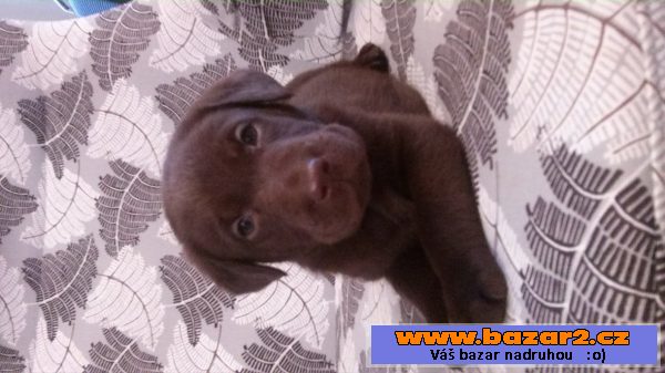 Prodám štěně labradorského retrív