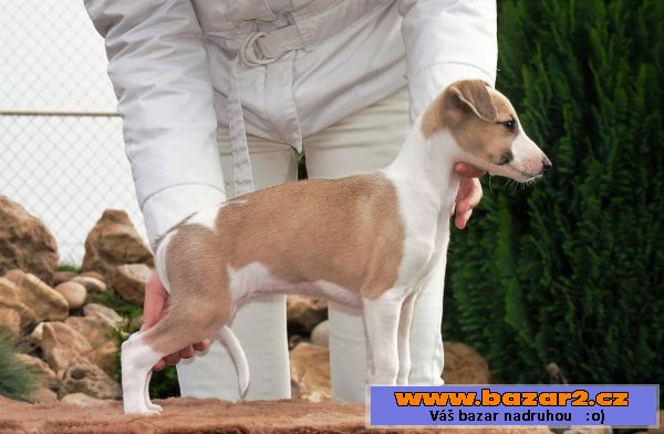 Whippet s PP