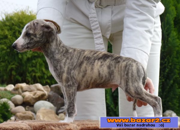Whippet s PP