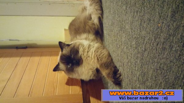 Ragdoll bez PP ke krytí