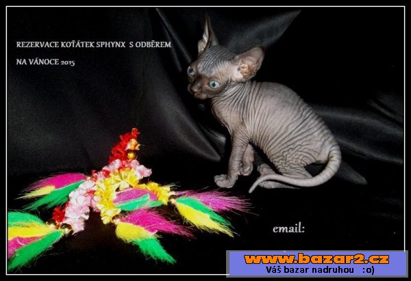SPHYNX kanadský bez pp Vánoce 2015