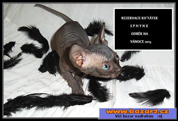 SPHYNX kanadský bez pp Vánoce 2015