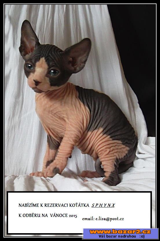 SPHYNX kanadský bez pp Vánoce 2015