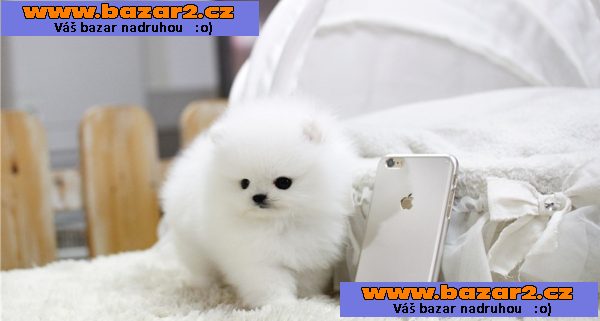 Pomeranian štěňata pro 200eur každý.‏