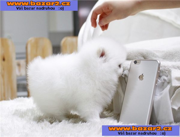 Pomeranian štěňata pro 200eur každý.‏