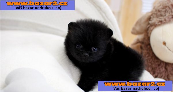 Pomeranian štěňata pro 200eur každý.‏
