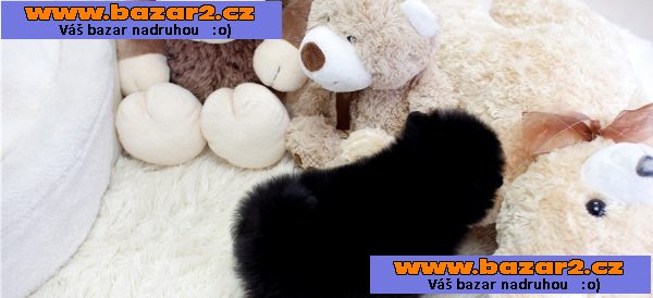 Pomeranian štěňata pro 200eur každý.‏