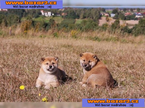 Krásné Shiba Inu štěňata na prodej