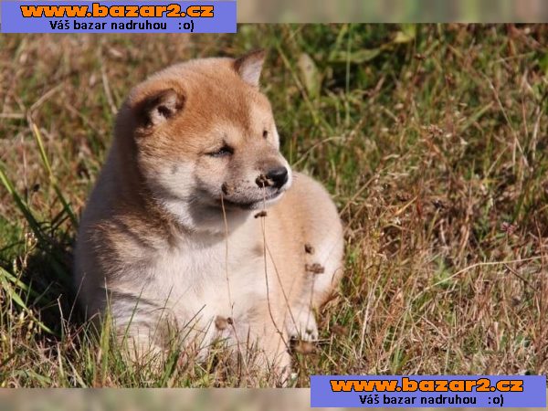 Krásné Shiba Inu štěňata na prodej