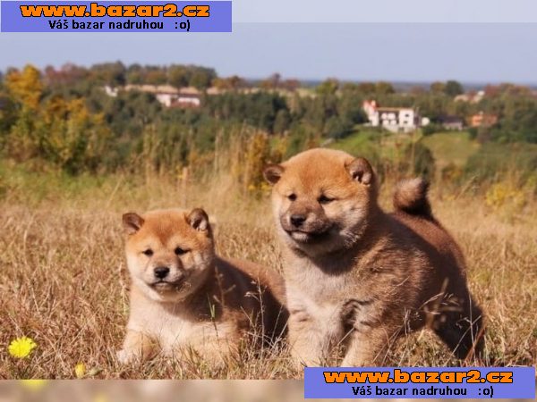 Krásné Shiba Inu štěňata na prodej
