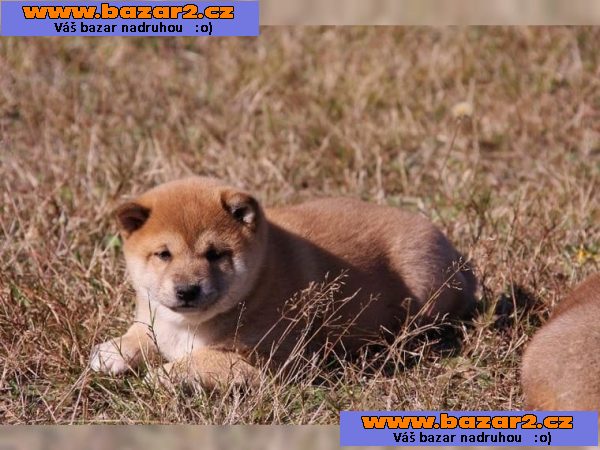 Krásné Shiba Inu štěňata na prodej