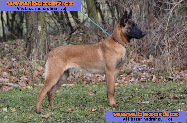 Bel.ovčák malinois
