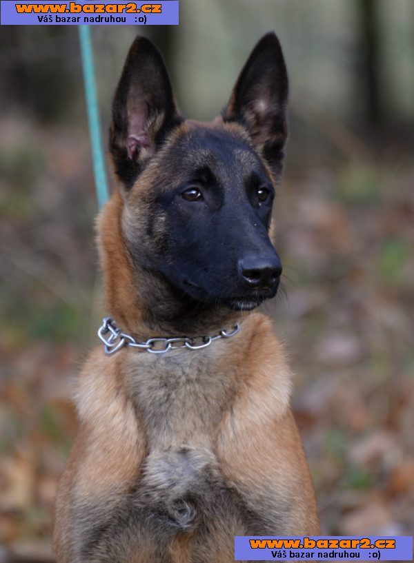Bel.ovčák malinois
