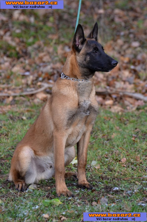 Bel.ovčák malinois