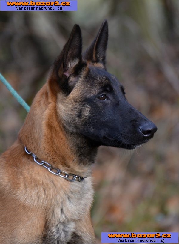 Bel.ovčák malinois