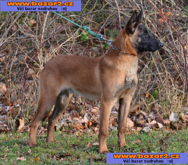 Bel.ovčák malinois