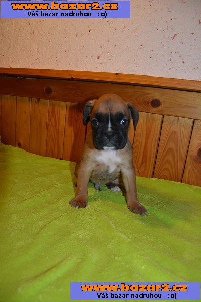 Německý boxer