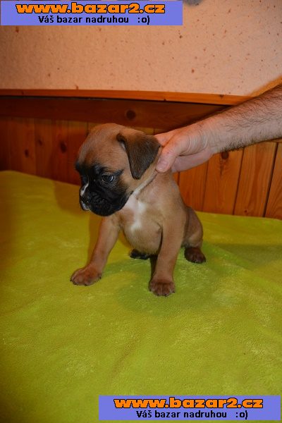 Německý boxer