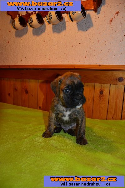 Německý boxer
