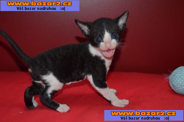 Cornish rex koťátka s PP