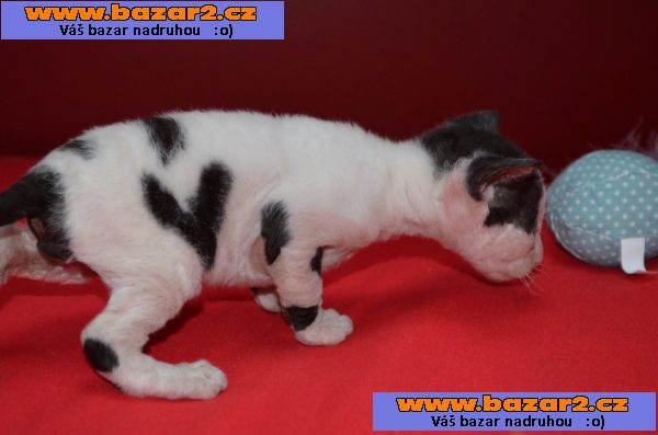 Cornish rex koťátka s PP