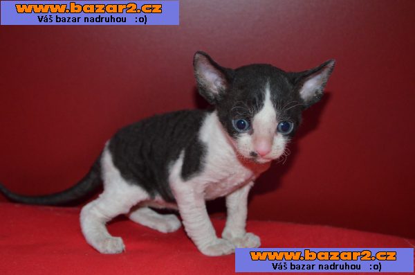 Cornish rex koťátka s PP