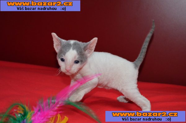 Cornish rex koťátka s PP