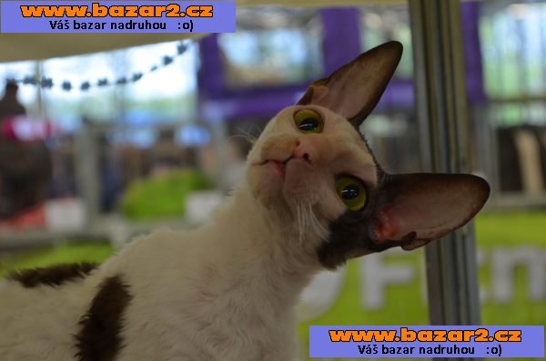 Cornish rex koťátka s PP
