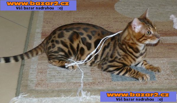 rozkošný Bengal koťata