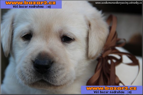 LABRADOR - SMETANOVÁ + ŽLUTÁ štěňata s pp