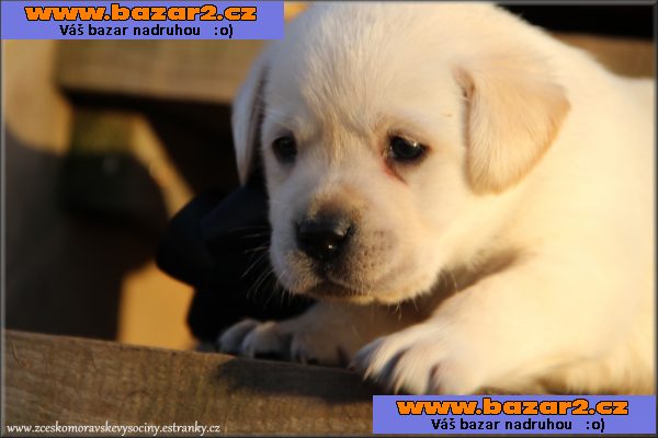 LABRADOR - SMETANOVÁ + ŽLUTÁ štěňata s pp