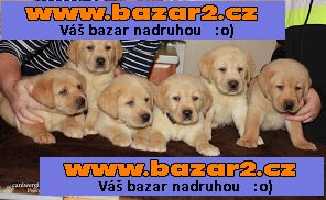 Štěňátka  labradorského retrivra s PP
