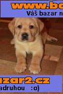 Štěňátka  labradorského retrivra s PP