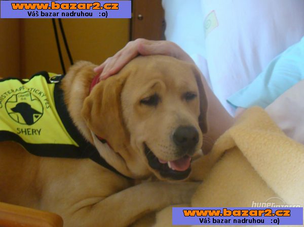Štěňátka  labradorského retrivra s PP
