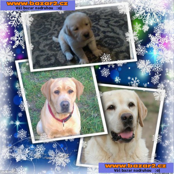 Štěňátka  labradorského retrivra s PP