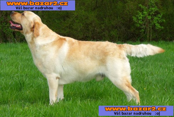 Štěňátka  labradorského retrivra s PP