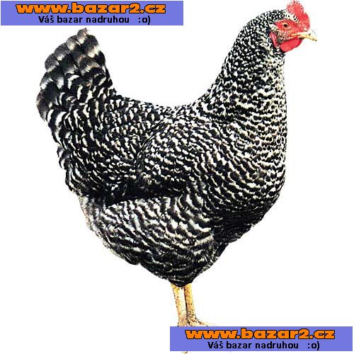 ŠPIČKOVÉ KUŘICE - 9 DRUHŮ - DOVOZ ZDARMA! 